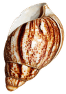Profile picture of Friend of the Snails ✿